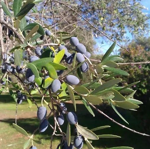 Hébergement de vacances Trullo Felice Ostuni